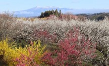 梅ロードからの眺望。奥には雄大な安達太良山。