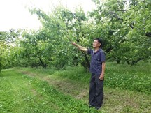 西慶梅園の増子公雄さんと、父慶重（よししげ）さんが植えた、植栽から34年の梅の木。