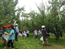 梅を収穫する地元の小学生たち。