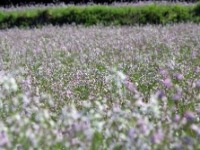 アザキ大根の花