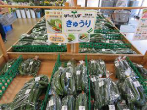 須賀川市のきゅうりの写真