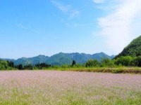満開のアザキ大根畑