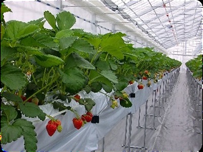 大型ハウスによるいちご高設栽培