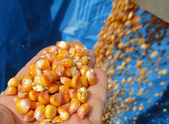 収穫した子実用とうもろこし
