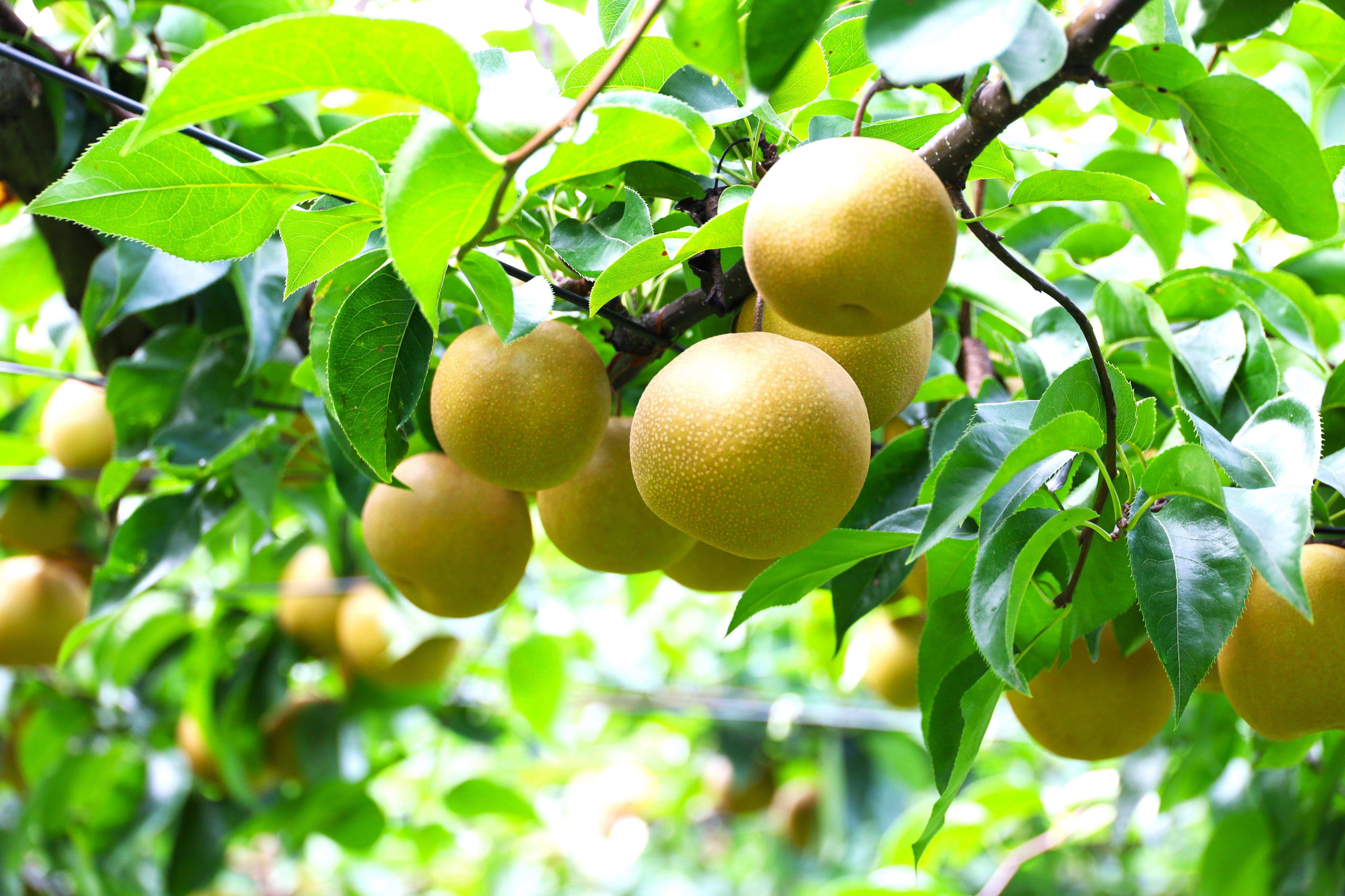 梨棚で栽培されている利府梨
