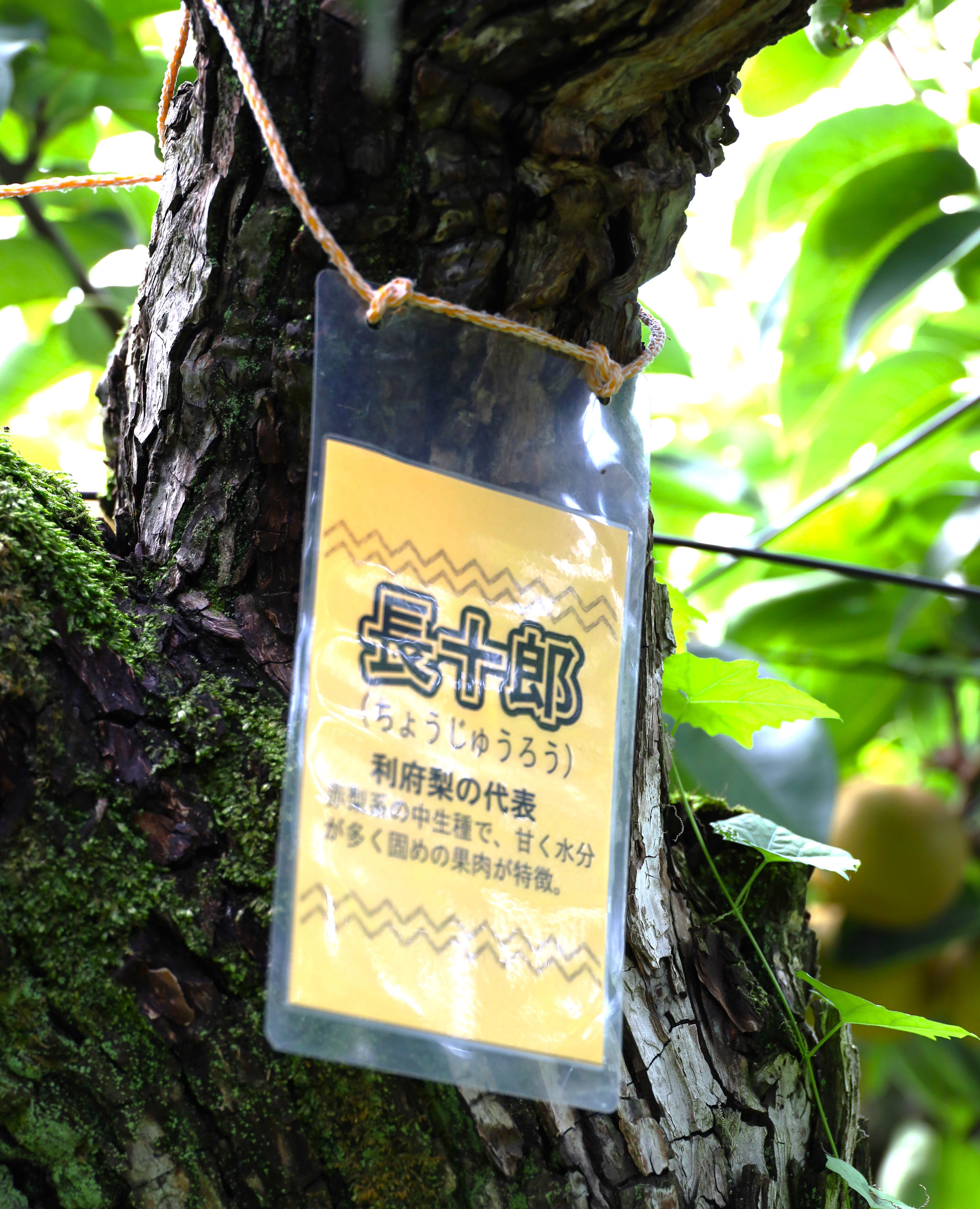 梨の木には品種名と味の特性を表示