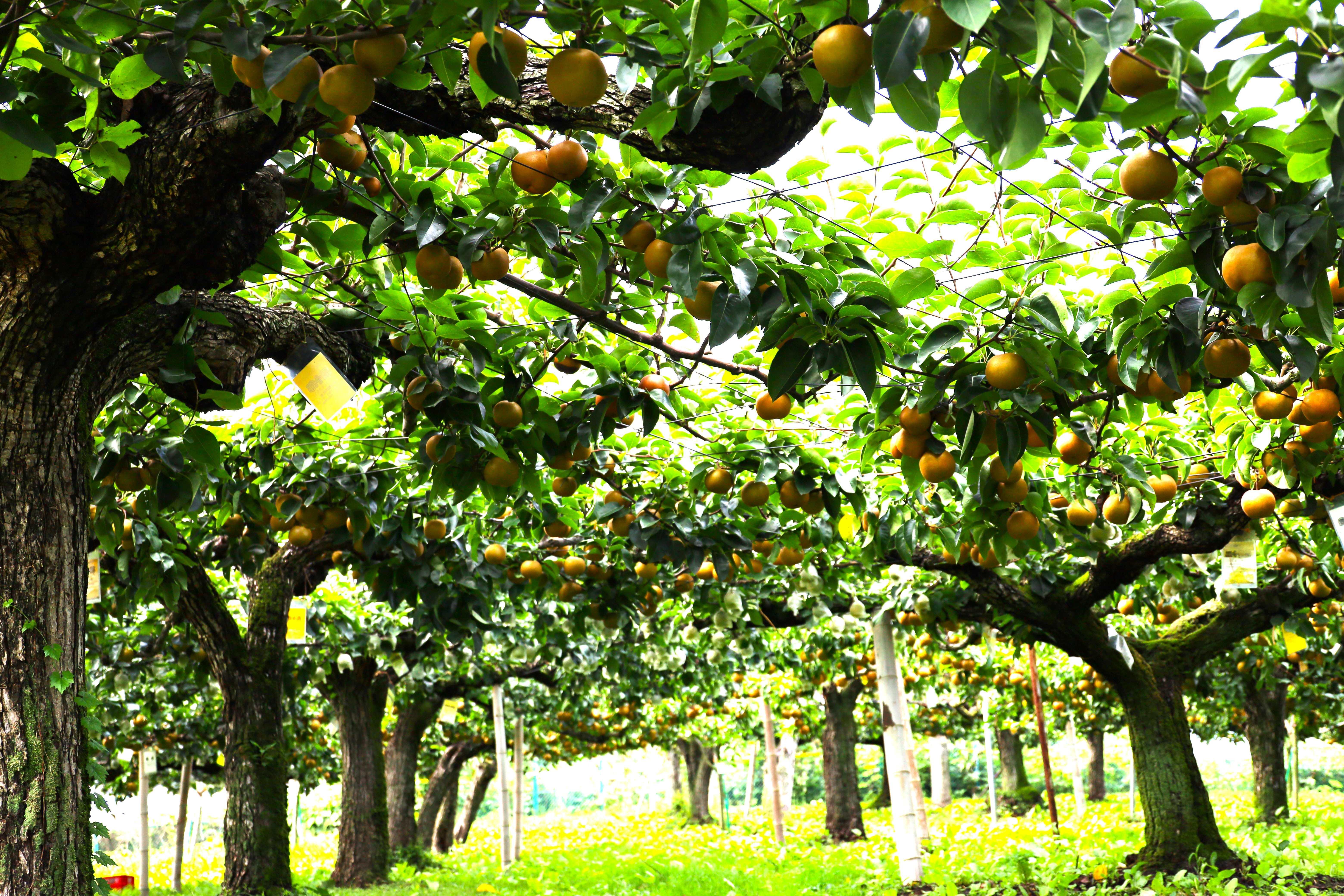 観光果樹園の様子