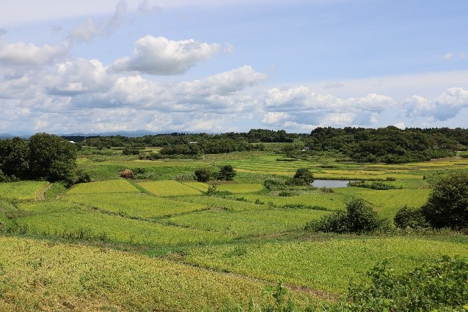 若柳蓬田地域の棚田風景