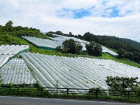 傾斜地に広がる南陽市のぶどう棚