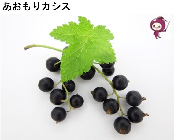 あおもりカシス