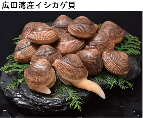 広田湾産イシカゲ貝