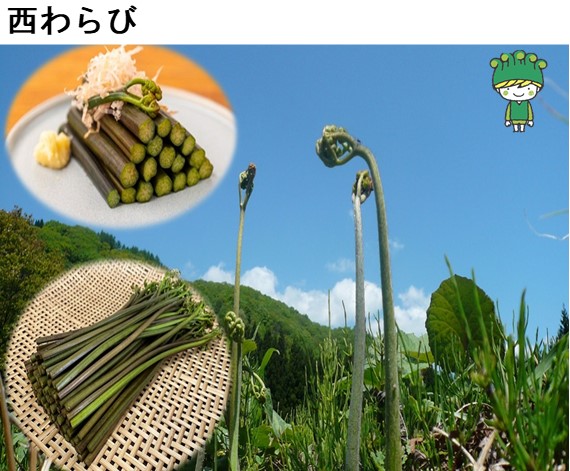 西わらび