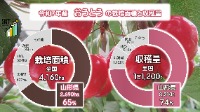 令和7年産おうとうの栽培面積と収穫量