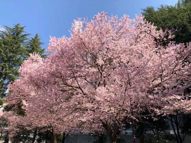 桜