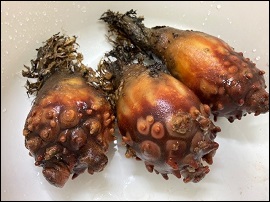 殻付きのホヤ