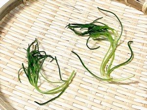 おかひじき2