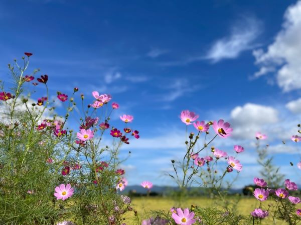 秋桜