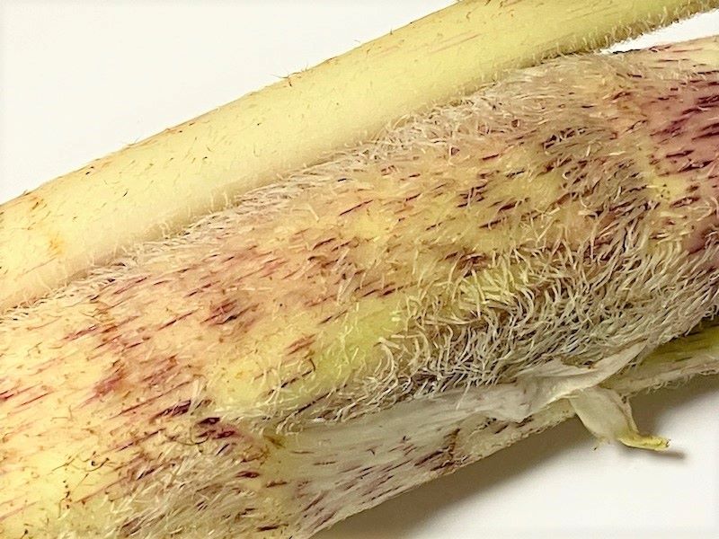 うぶ毛