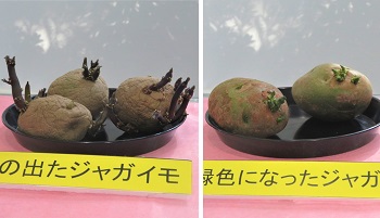 ⑥-2芽緑合成２(完成).jpg