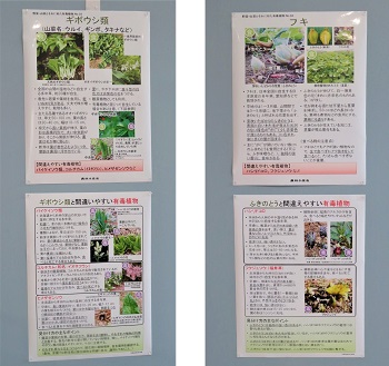 ⑧-2ギボウシ、フキパネル.jpg