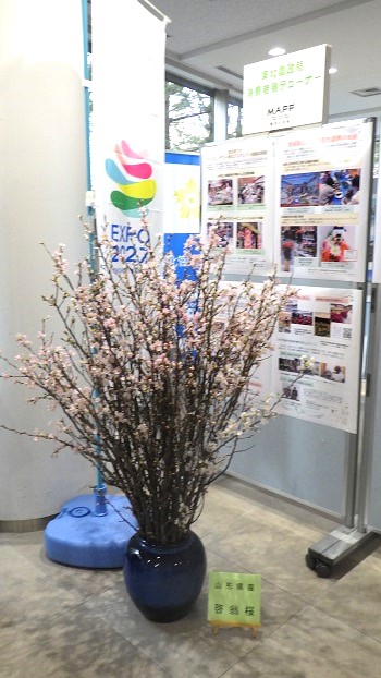 啓翁桜