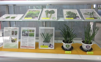 有毒植物ケース