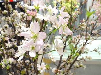 啓翁桜