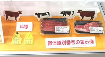 ショーケース牛トレ