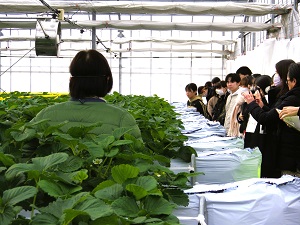 イチゴ農場見学の様子