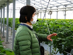 イチゴ栽培について説明する石森氏