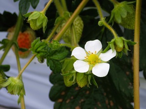 栽培中のイチゴの花