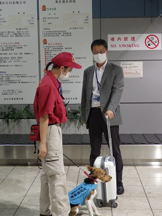 肉製品を探知しハンドラー（赤い制服）に伝えるこはく号