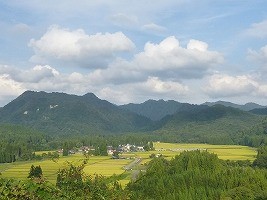 色づく鵜養地区の田んぼ