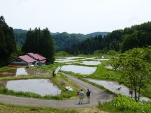 山あいに広がる棚田風景