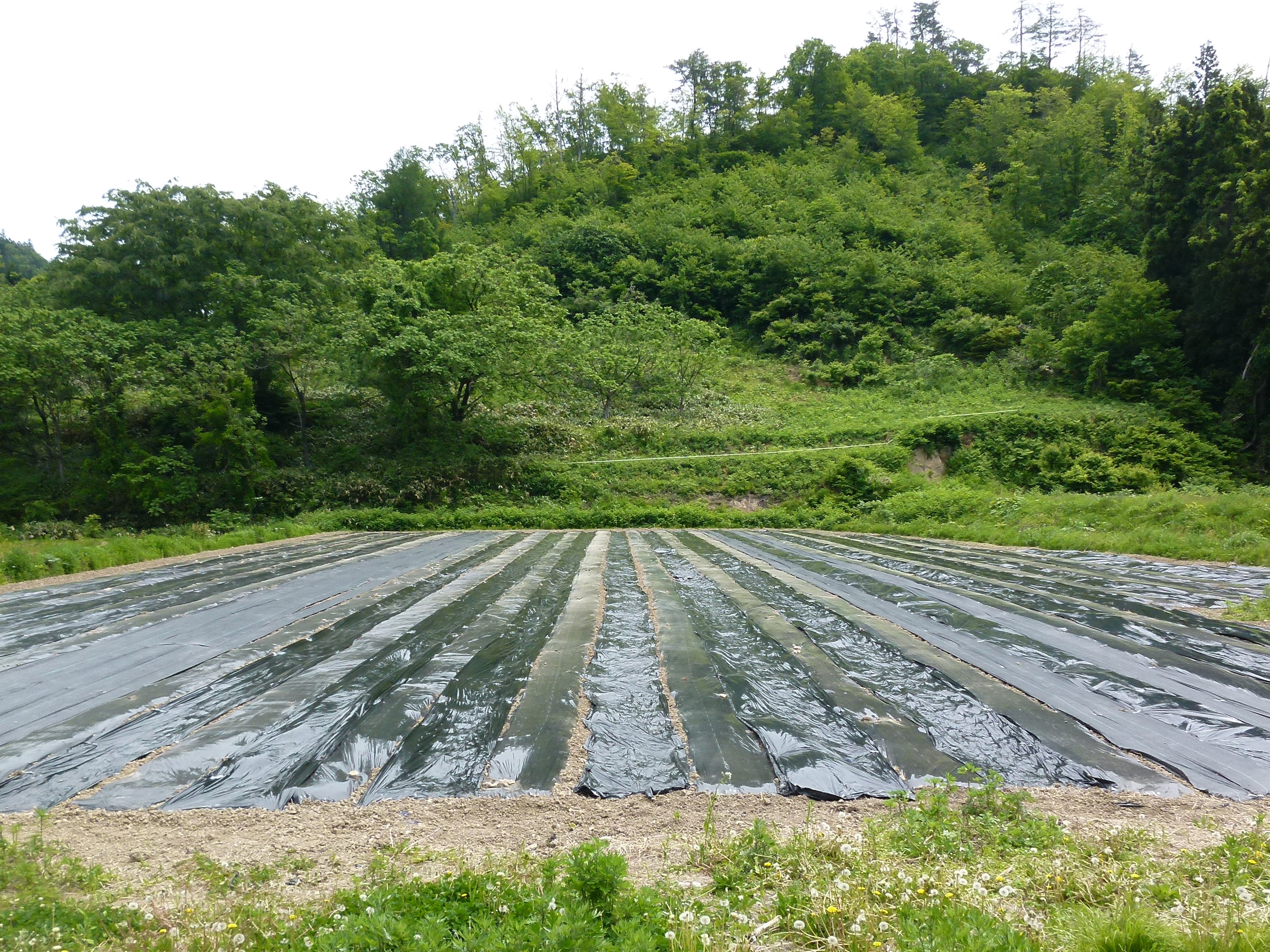 無農薬・無化学肥料でミニトマト、なす、 ズッキーニを定植する準備を進めています。