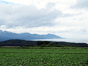 日本海を望む高台にある大根畑