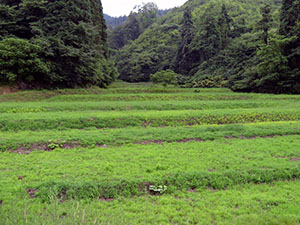 「大川原棚田」の近景