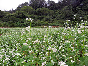 大川原地区の特産「牡丹そば」の花畑風景