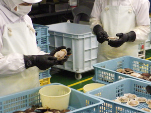 慣れた手つきで手早く貝から ほたてのウロやヒモの除去作業