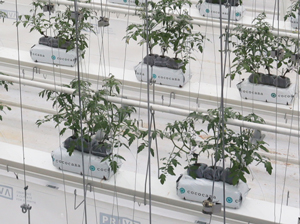 トマト苗は約11.5万株を定植予定