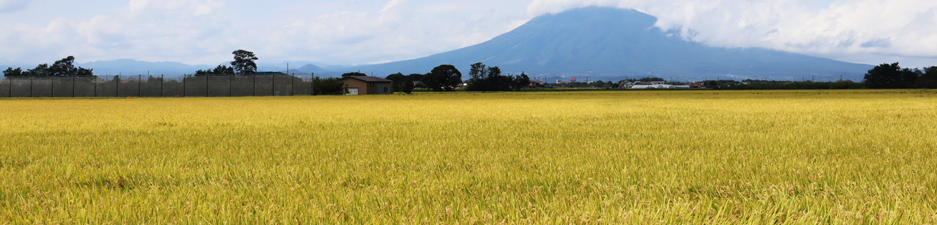 稲穂が黄金色に色づいて風に揺られる津軽地方の風景
