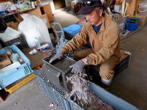 花から葯を落とすため 葯採取機を使用