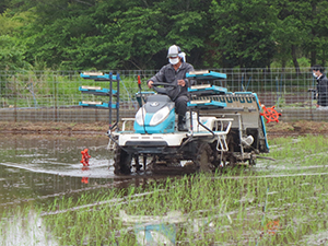 田植え作業の様子 2