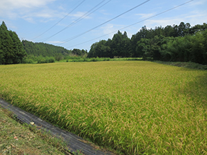 実証田のほ場