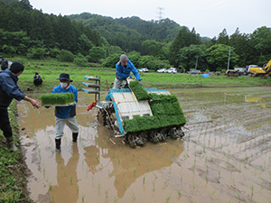 田植え作業の様子 1