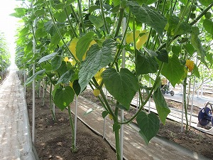 食用ほうずき栽培の様子