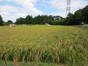 酒造好適米（五百万石）の水田