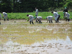 田植え作業中(2)