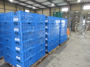 加工用たまねぎ(コンテナ出荷)