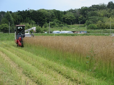 収穫作業の様子